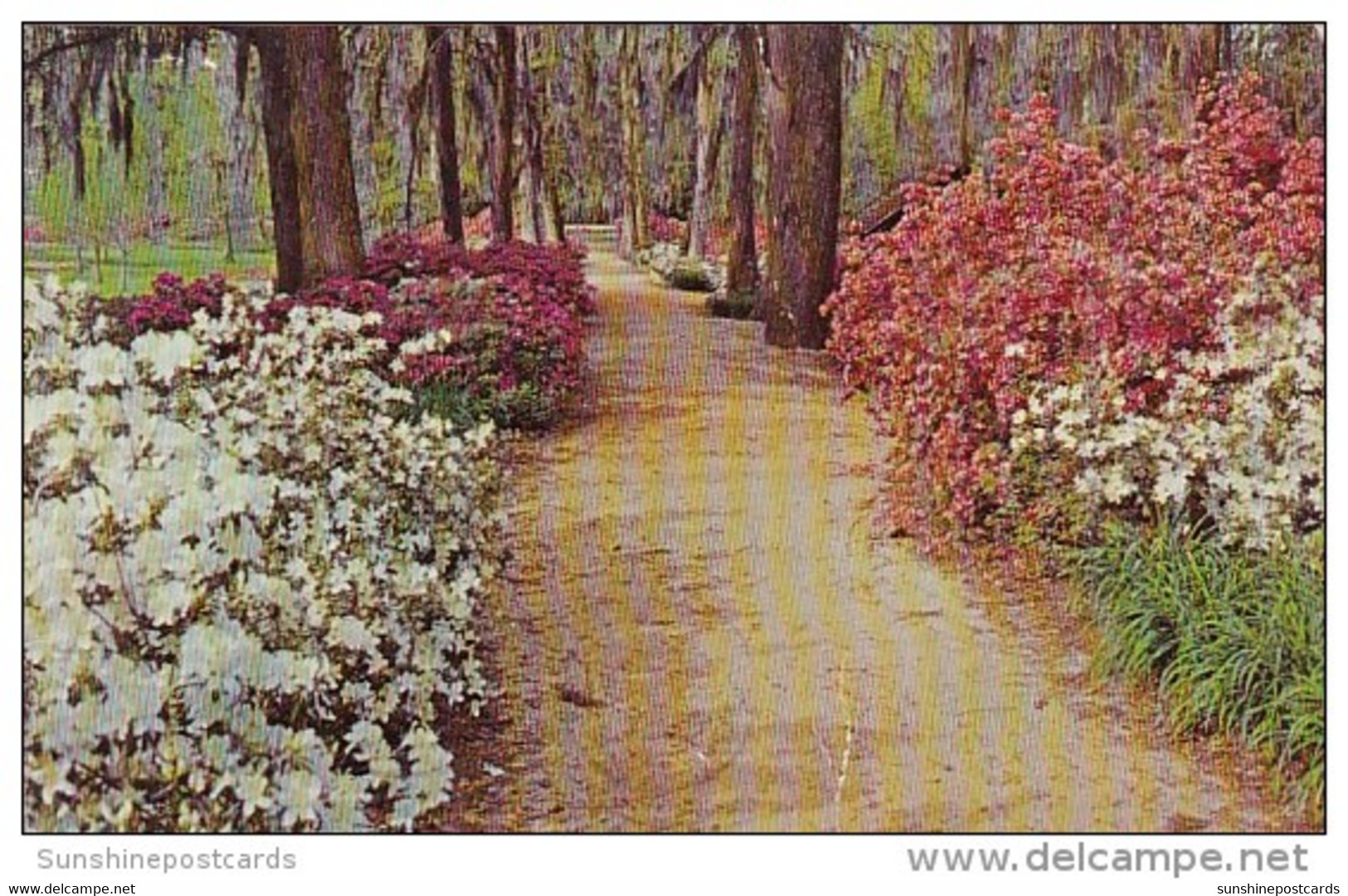 Walkway In Edisto Gardens Orangeburg South Carolina 1971 - Orangeburg