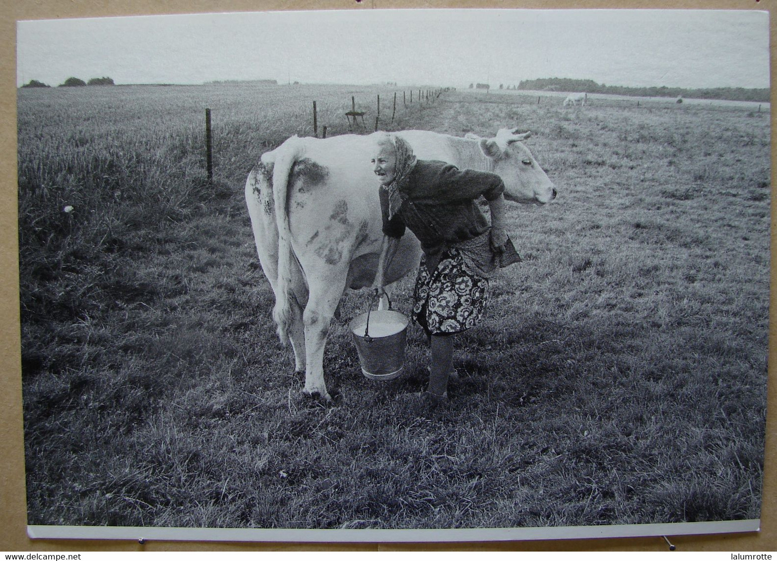 CP. 4003. Roisin 1978. Patrick Tombelle. La Fermière Et Le Lait - Honnelles