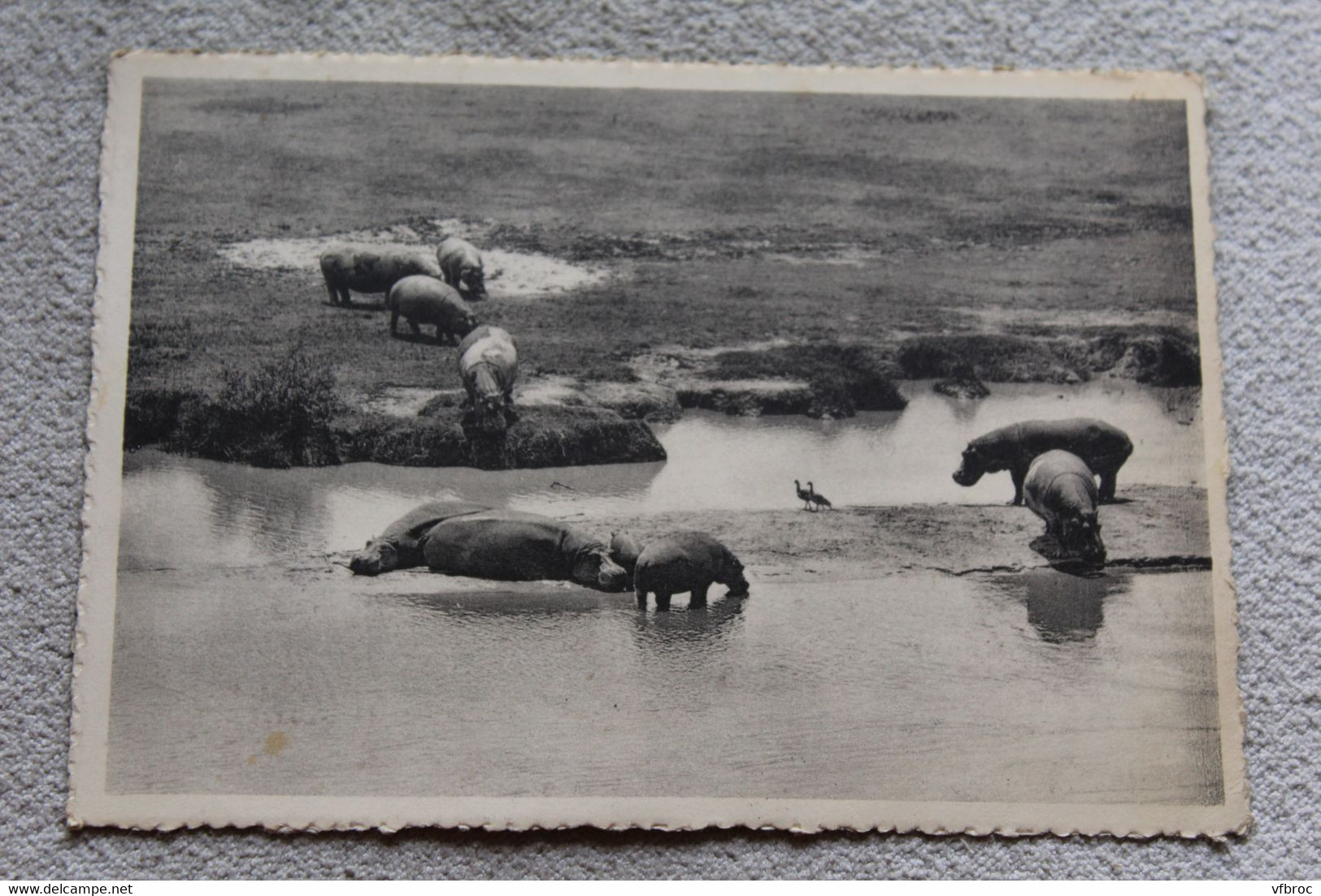 B179, Cpm 1951, Hippopotames Et Oies D'Egypte, Bugugu, Plaine Du Lac Edouard, Ouganda, Afrique - Hippopotames