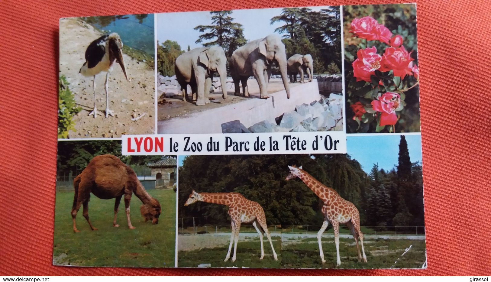 CPM ZOO DE LYON RHONE PARC DE LA TETE D OR GIRAFE ELEPHANT DROMADAIRE ED CELLARD 1975 - Giraffen