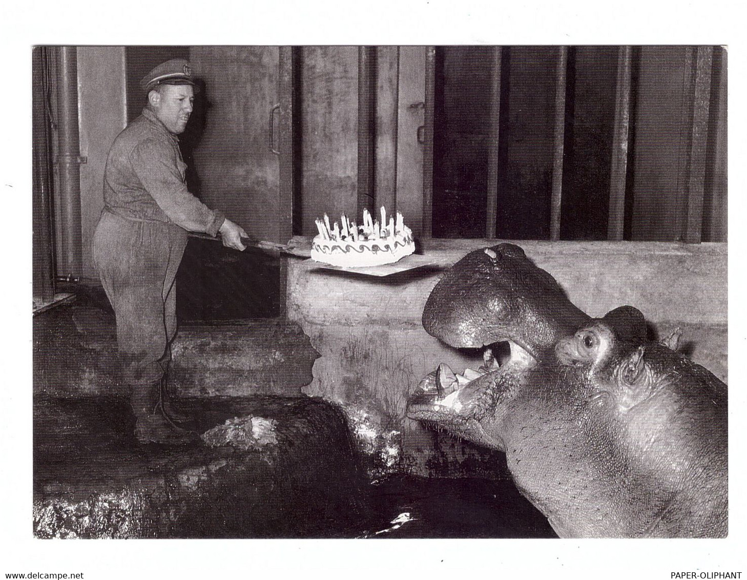 TIERE - FLUSSPFERD / HIPPO, Hippopotamus Birthday - Ippopotami