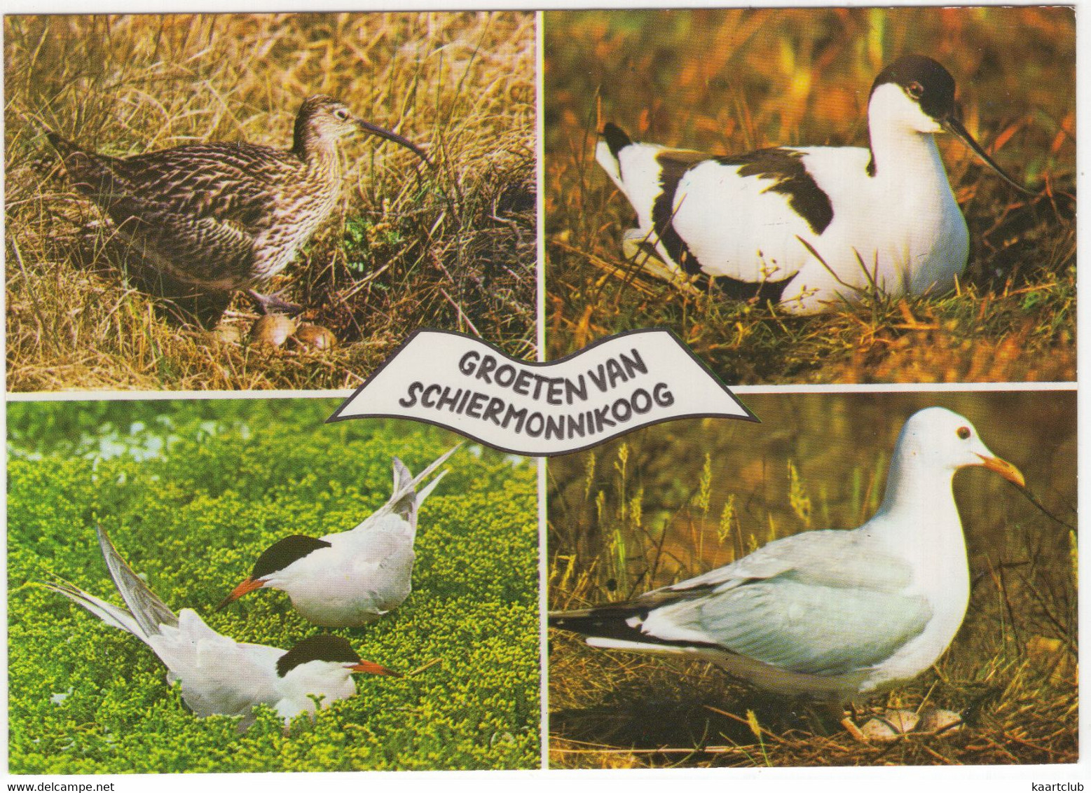 Groeten Van Schiermonnikoog - Vogels - (Nederland/Holland) - Nr. L 1157 - (Birds / Oiseau / Vögel) - Schiermonnikoog