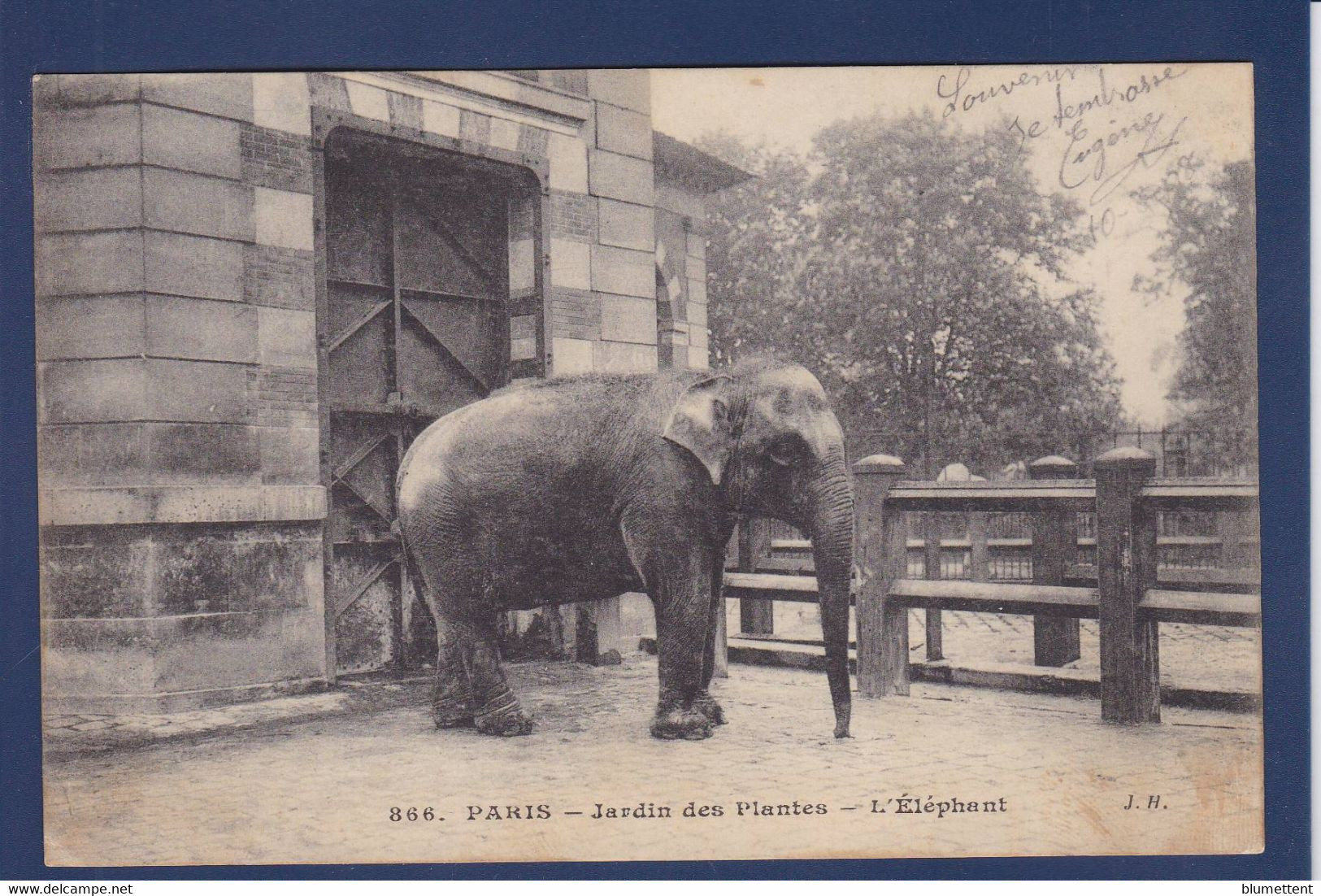 CPA éléphant écrite - Elephants