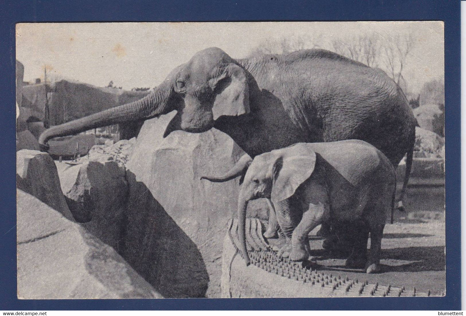 CPA éléphant Circulé - Elefanten