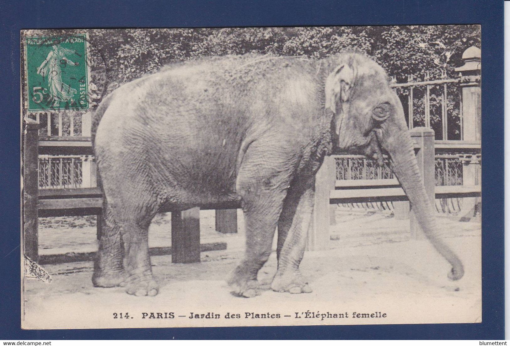 CPA éléphant Circulé - Elephants