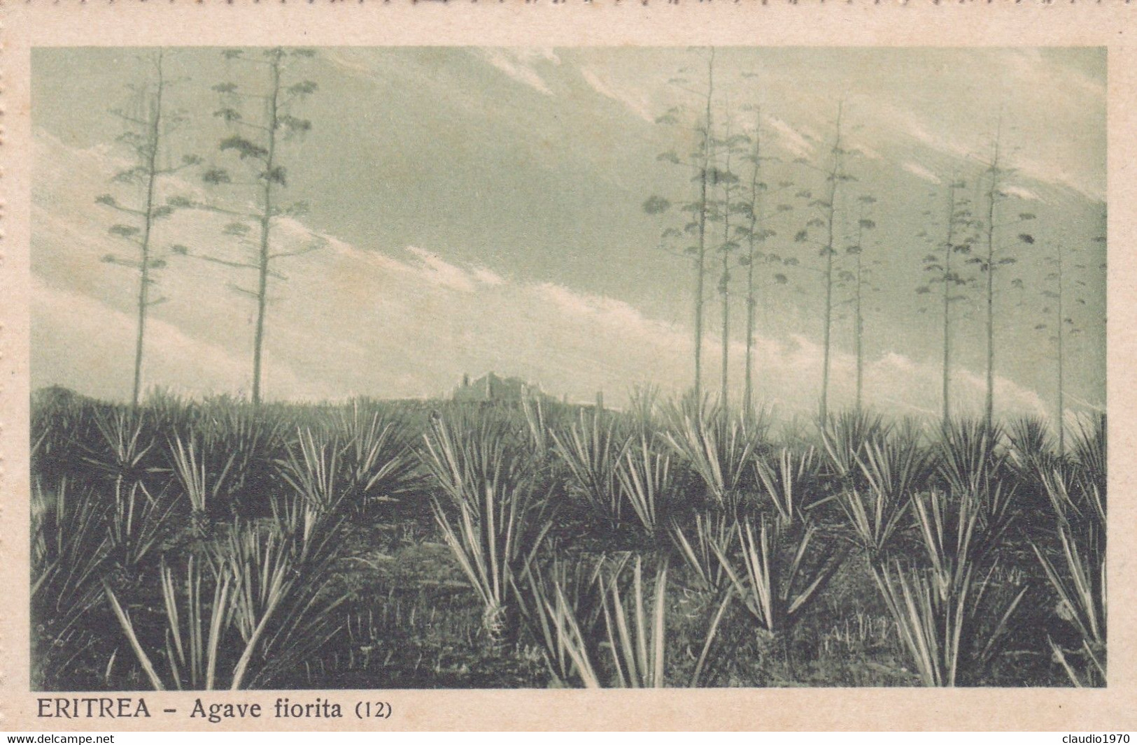 ERITREA - CARTOLINA - AGAVE FIORITA - Erythrée