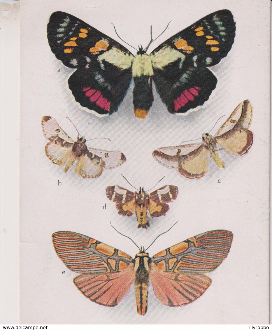 UK - Exotic Moths - Agarista Agricola Plus Four Others - British History Museum E76 - Schmetterlinge
