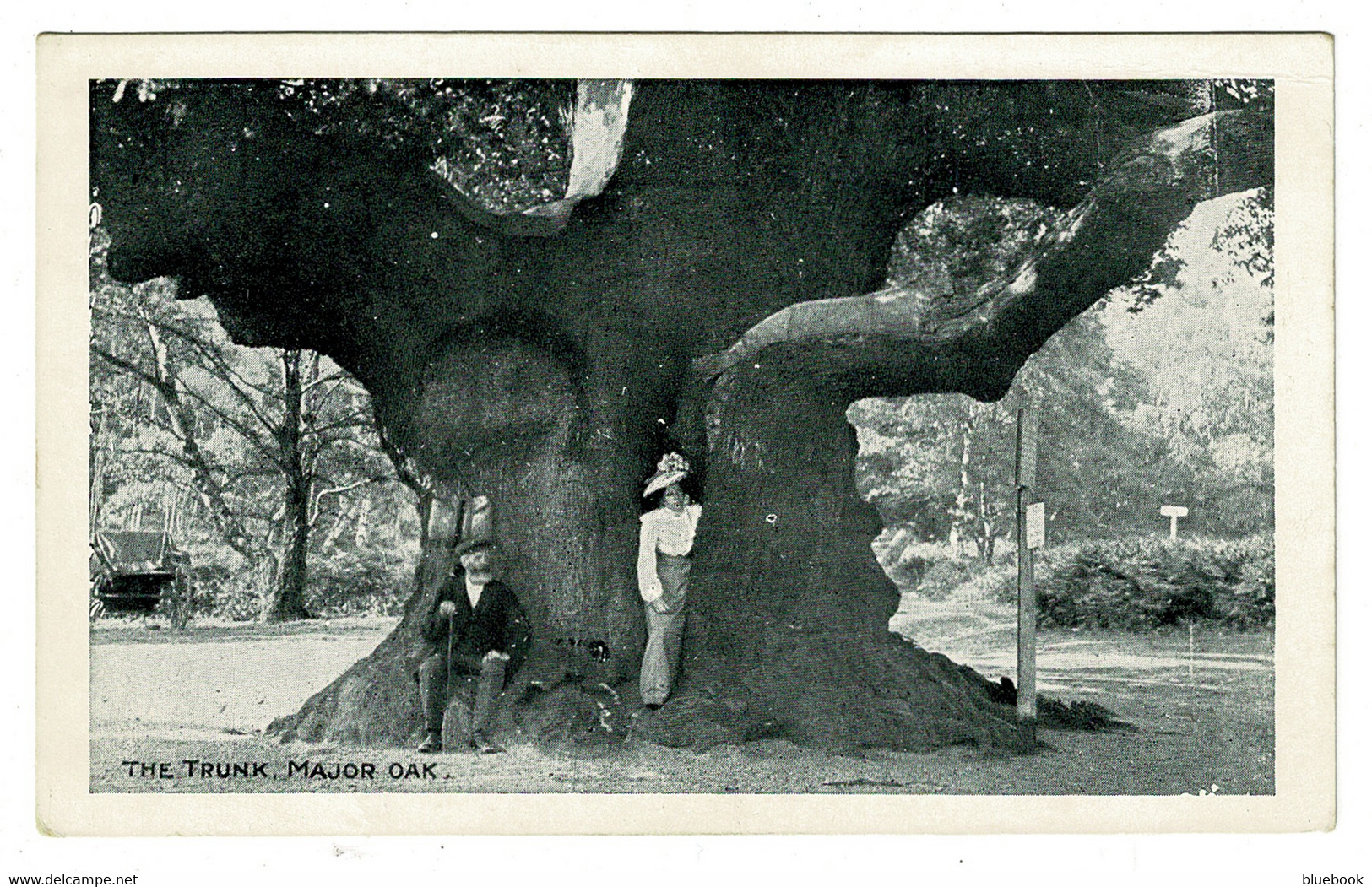 Ref 1493 - Early Postcard - The Major Oak Trunk Edwinstowe Sherwood Forest Nottinghamshire - Altri & Non Classificati