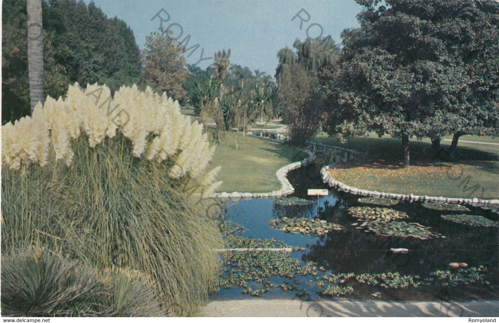 CARTOLINA  ANAHEIM,CALIFORNIA,STATI UNITI,LILY POND IN CITY PARK,NON VIAGGIATA - Anaheim