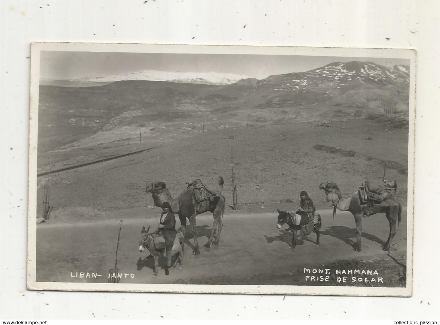 Cp , Carte Photo,LIBAN ,métier ,CHAMELIERS ,ânes , Vierge , Tirage Gevaert, MONT. HAMMANA Prise De Sofar - Libano