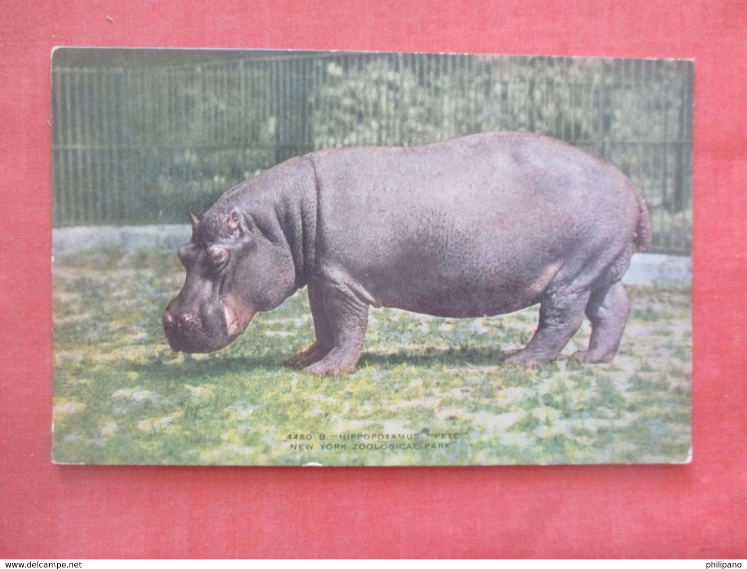 NY Zoo  Hippopotamuses  Ref 5095 - Ippopotami