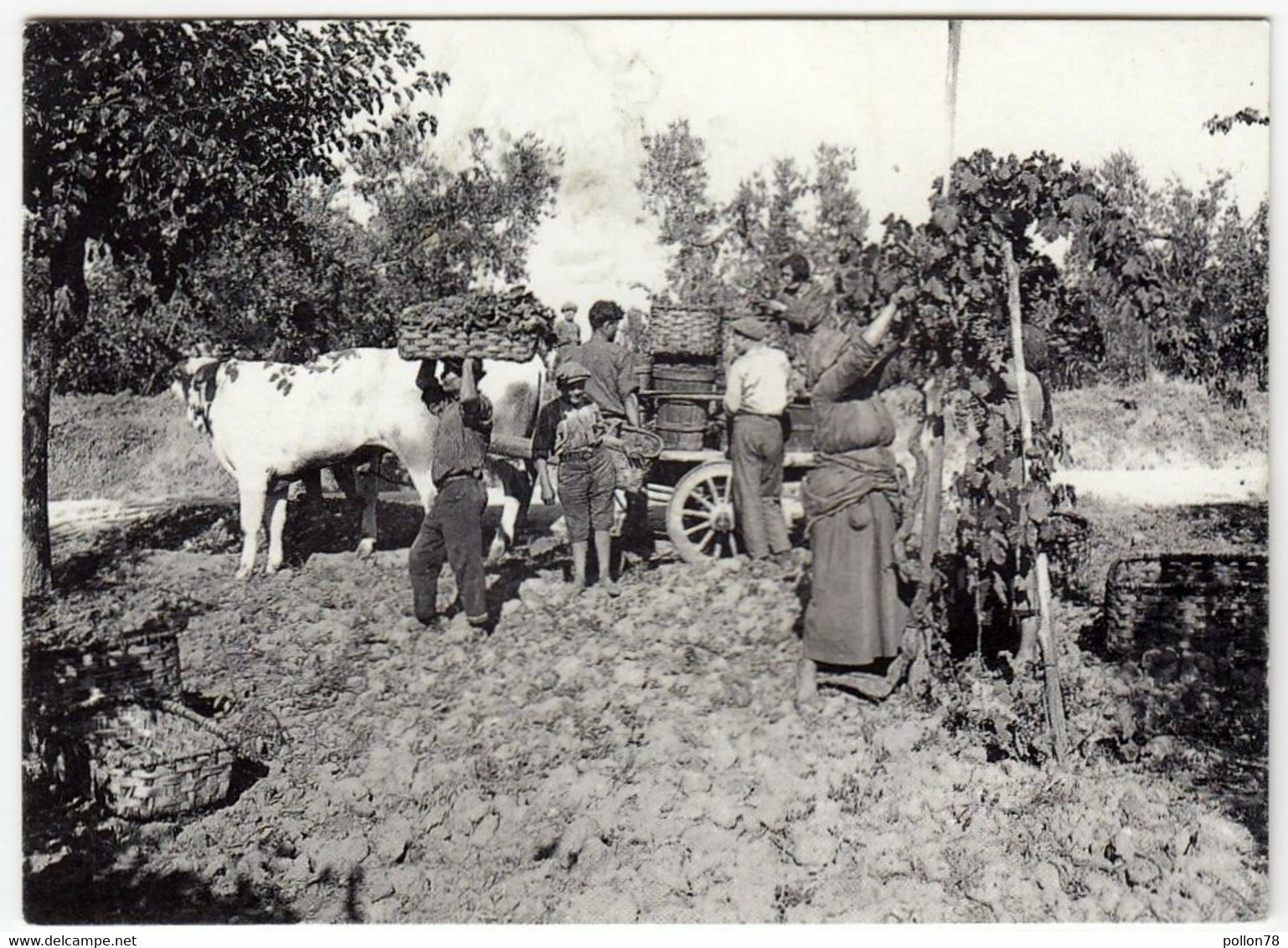 FOTO ALINARI - MESTIERI - CONTADINI - VENDEMMIA - Vedi Retro - Profesiones