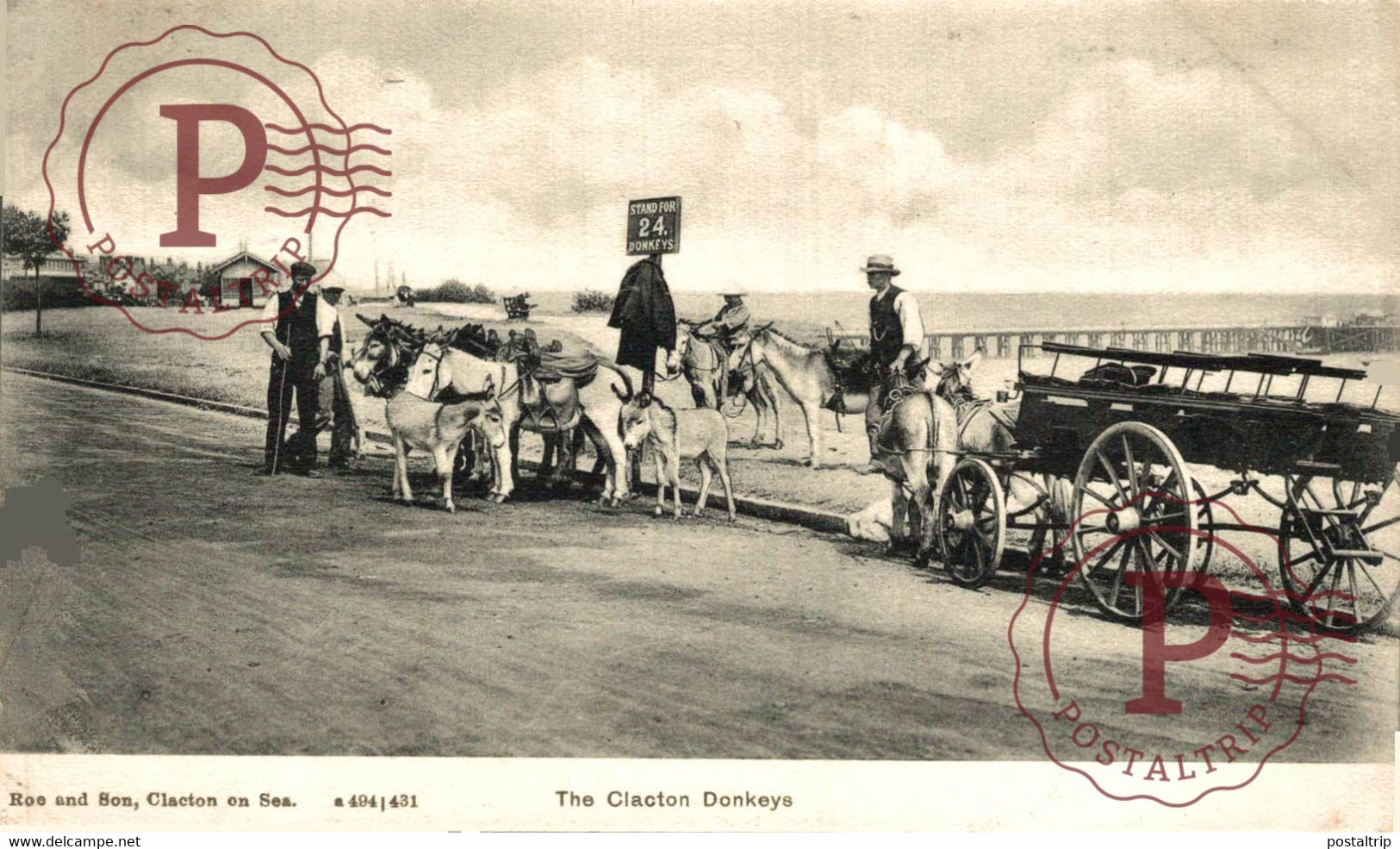 CLACTON ON SEA DONKEYS ESSEX  BURROS   ANE DONKEY EZEL - Clacton On Sea