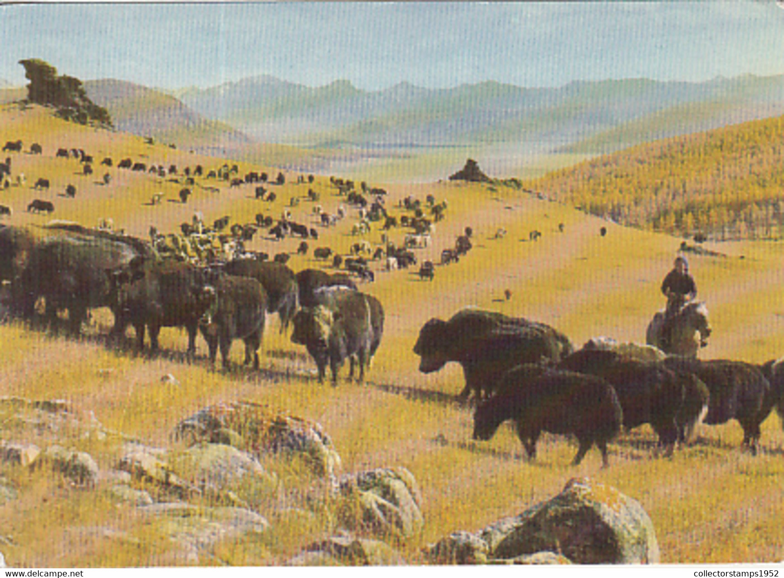 97821- MONGOLIAN LANDSCAPE, YAKS - Mongolei