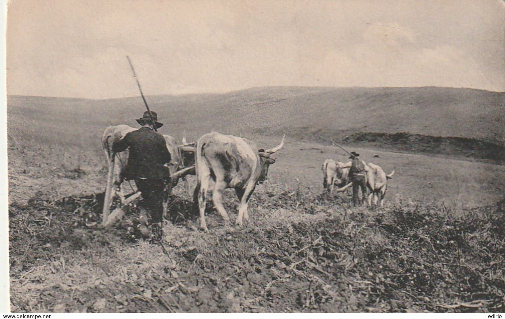 ***  LABOURAGE -- Laboureurs -et Boeufs - Neuve TTBE - Cultivation