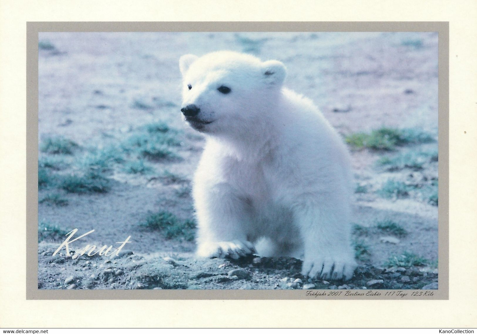 Berlin, Zoo, Eisbär Knut, Nicht Gelaufen - Altri & Non Classificati