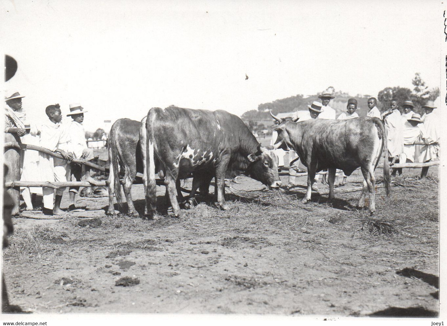 Photo Madagascar, Concours Agricole, Format 12/18 - Afrique