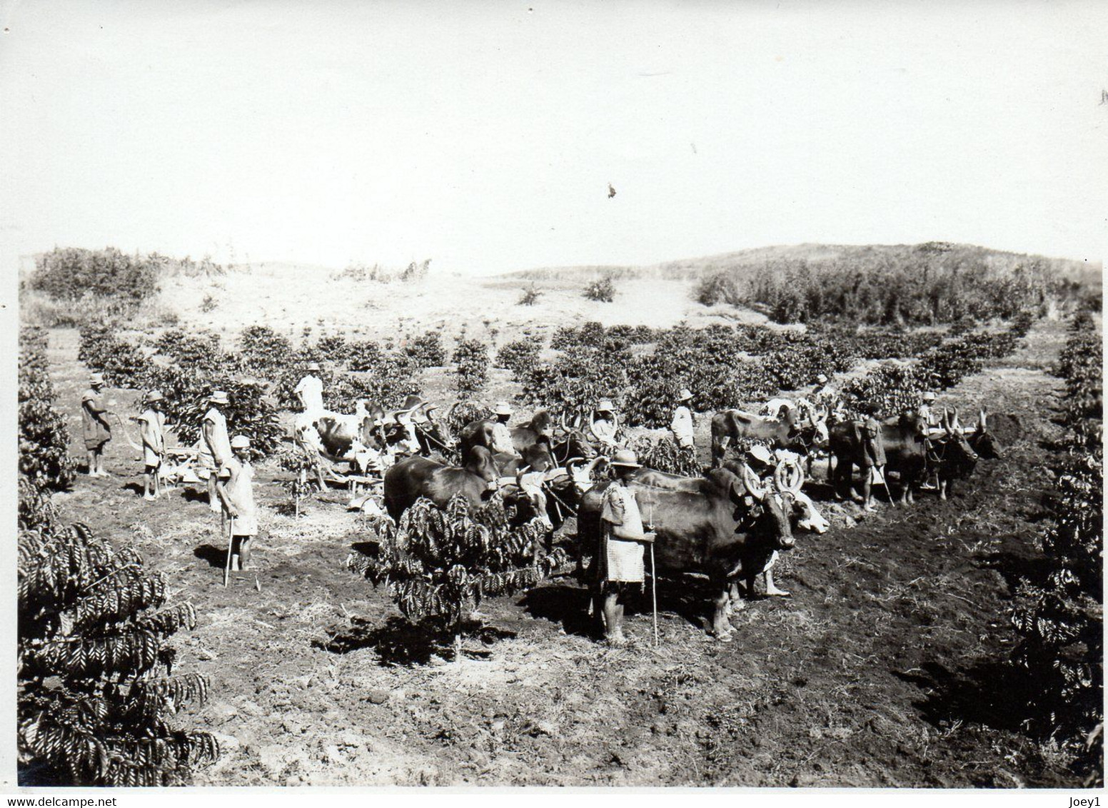 Photo Madagascar, Labourage à La Charrue à Quatre Boeufs, Format 12/18 - Afrika