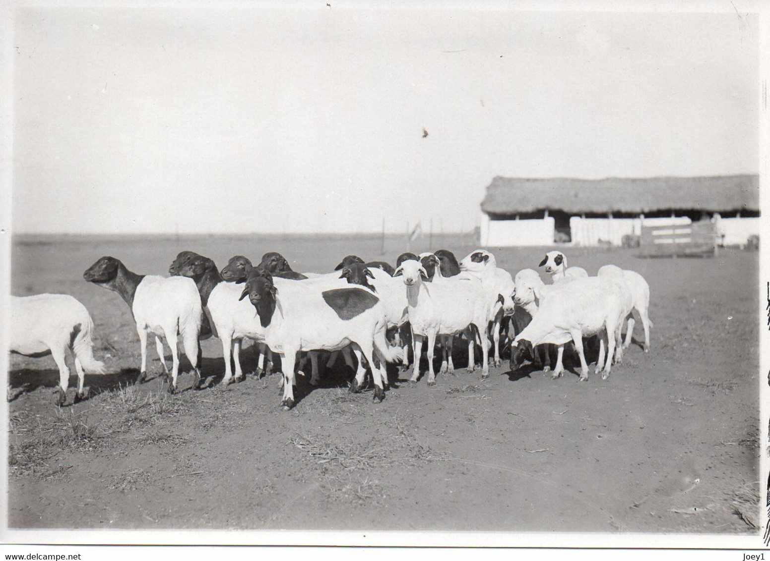 Photo Madagascar, Moutons, Format 12/18 - Africa