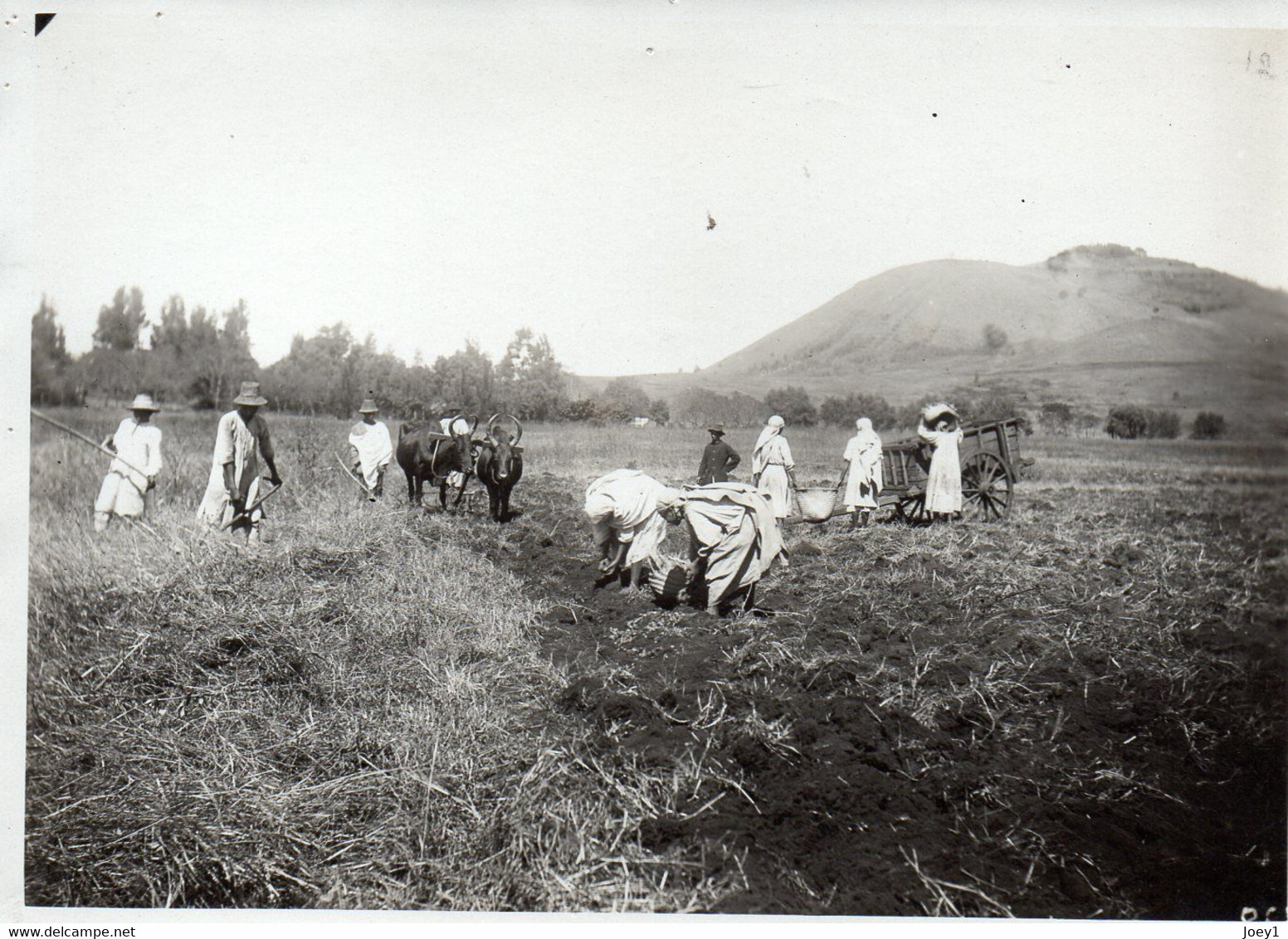 Photo Madagascar, Arrachage Des Pommes De Terre, Format 12/18 - Afrika