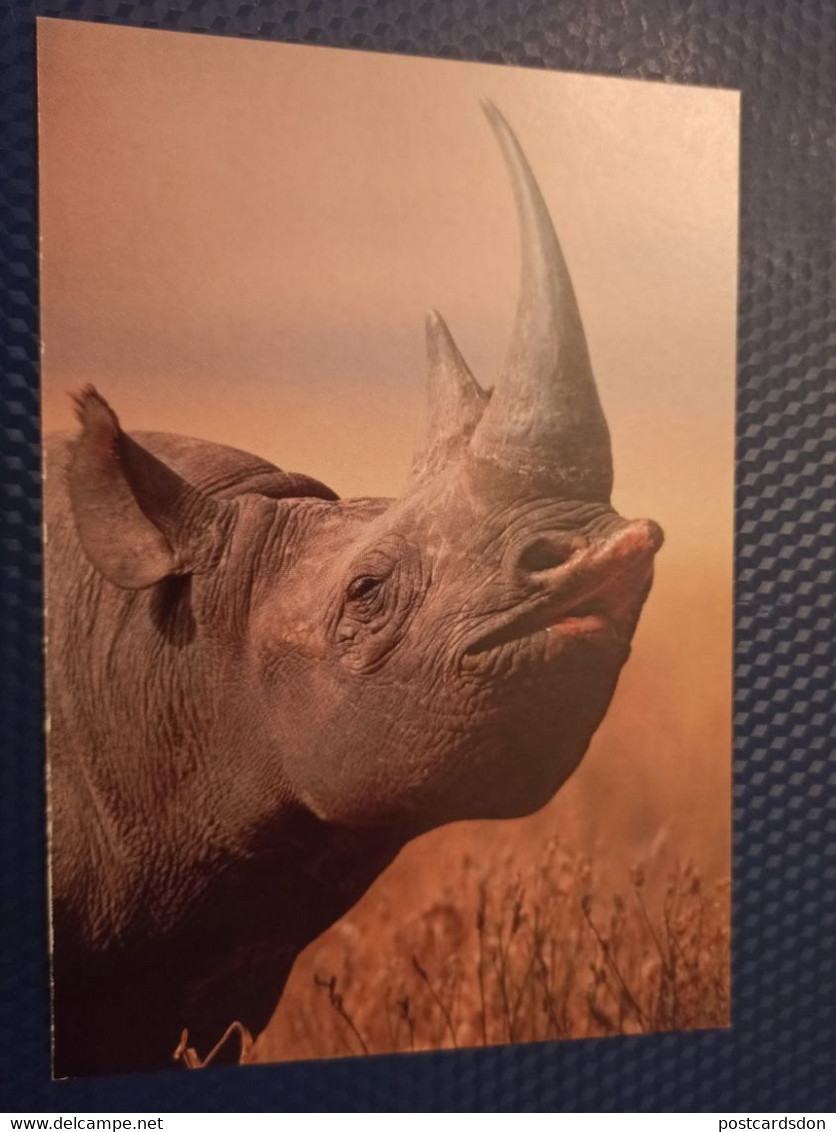 TANZANIA - Rhino - Modern Postcard - Rhinoceros