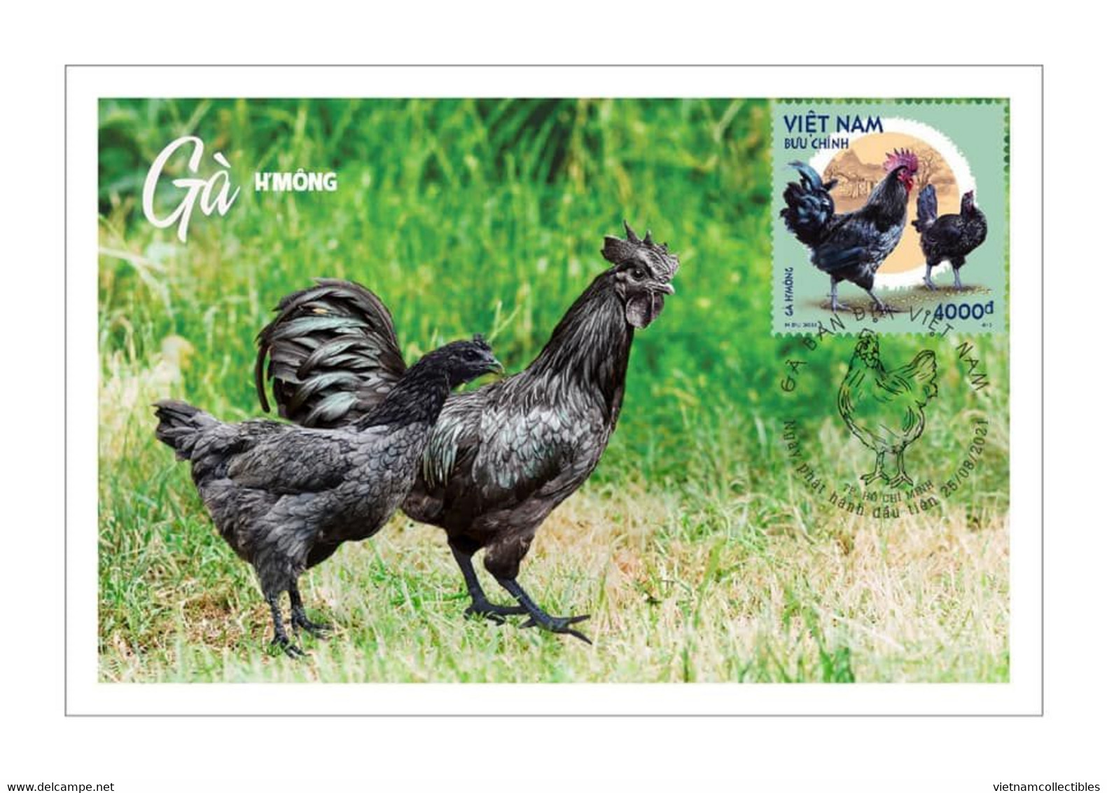 Viet Nam Vietnam Maxi Maxicards Issued On Aug 25, 2021 : Chicken / Rooster / Cock (Ms1146) - Vietnam