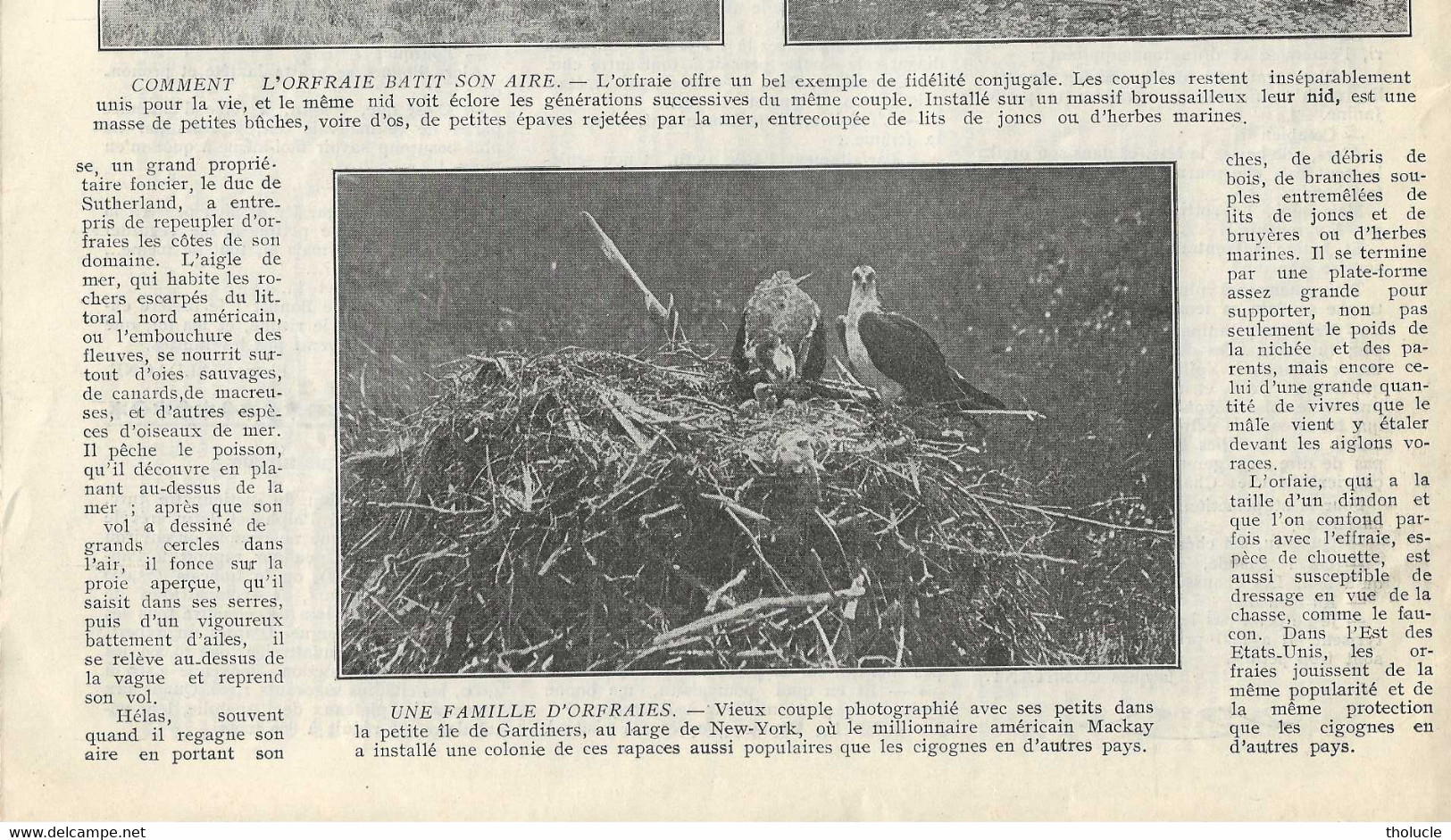Oiseaux-Ornithologie-L'Orfraie Ou Aigle De Mer (Pygarque-Osprey) Disparue En Europe, Nous Revient D'Amérique-1929 - Dieren