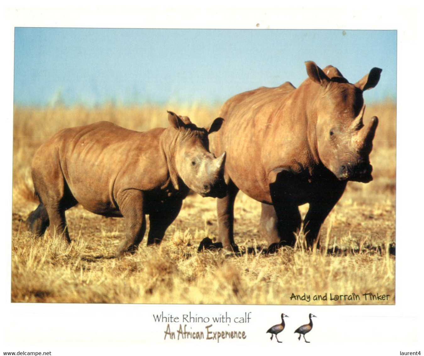 (YY 15) Rhinoceros - Rhinozeros