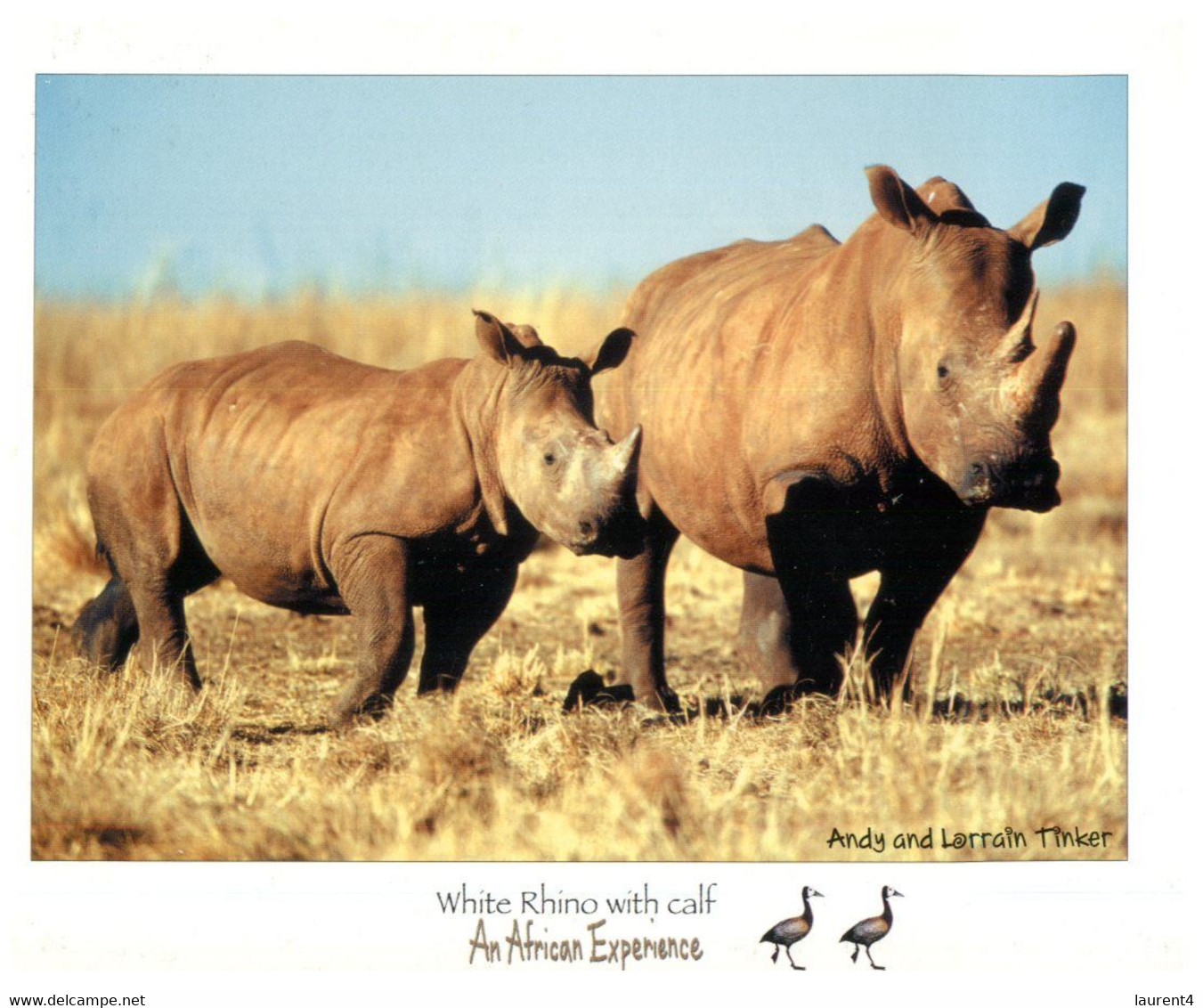 (YY 15) White Rhinoceros Calf / Bébé Rhinoceros Blanc - Rhinoceros