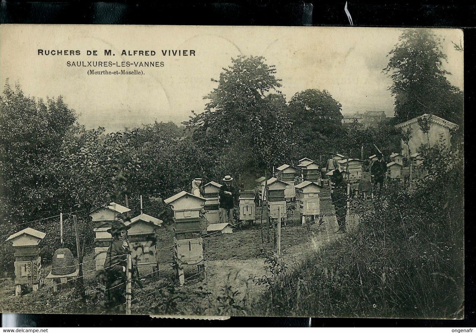 CP (France: Ruchers De M. Alfred Vivier) Obl. 1904 Et Taxé à LA PANNE  Avec 6 X 5 Cent.  ( Abeilles - Bee) - Other & Unclassified