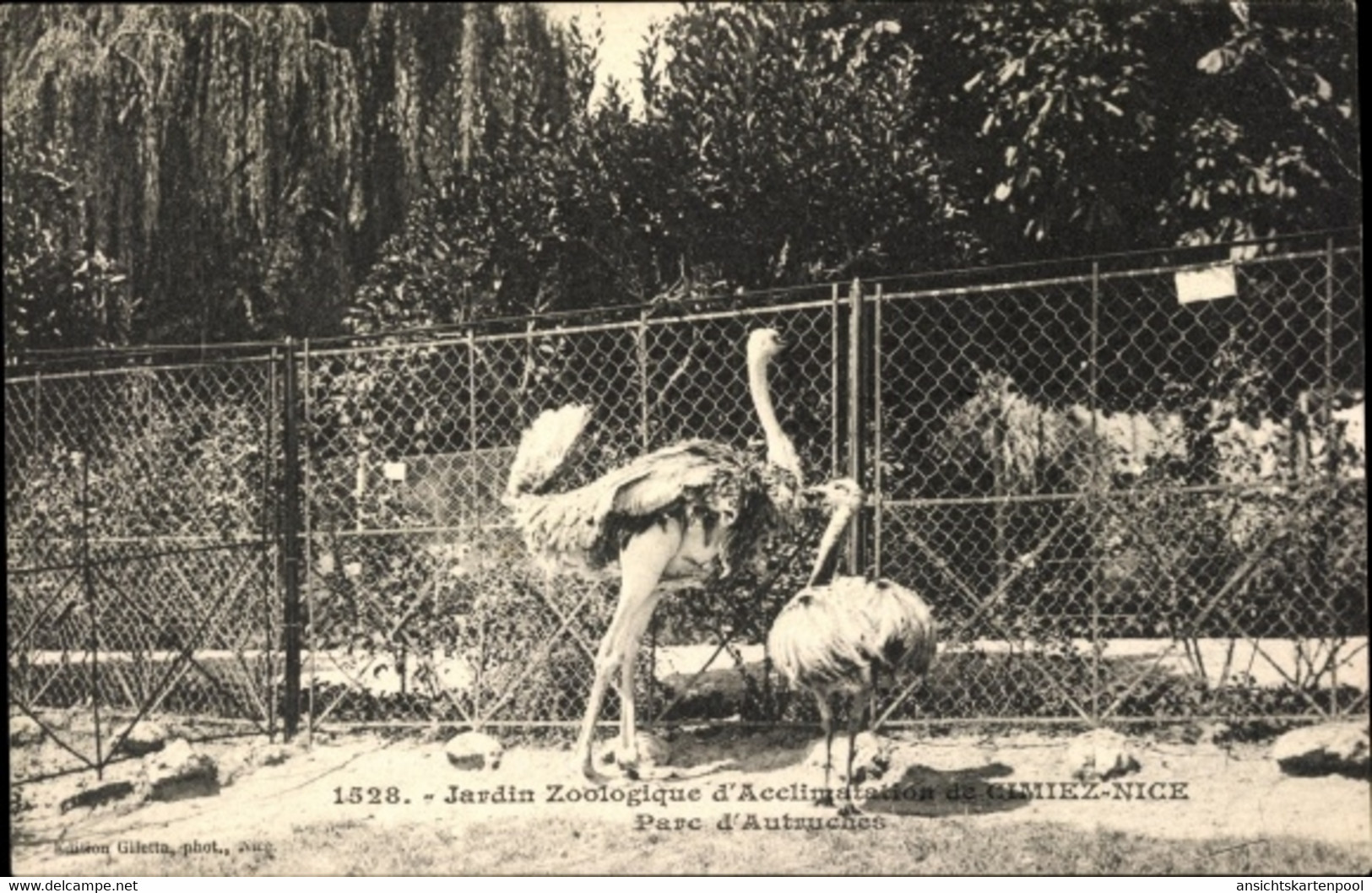 CPA Cimiez Alpes Maritimes, Jardin Zoologique, Parc D'Autruches - Otros & Sin Clasificación