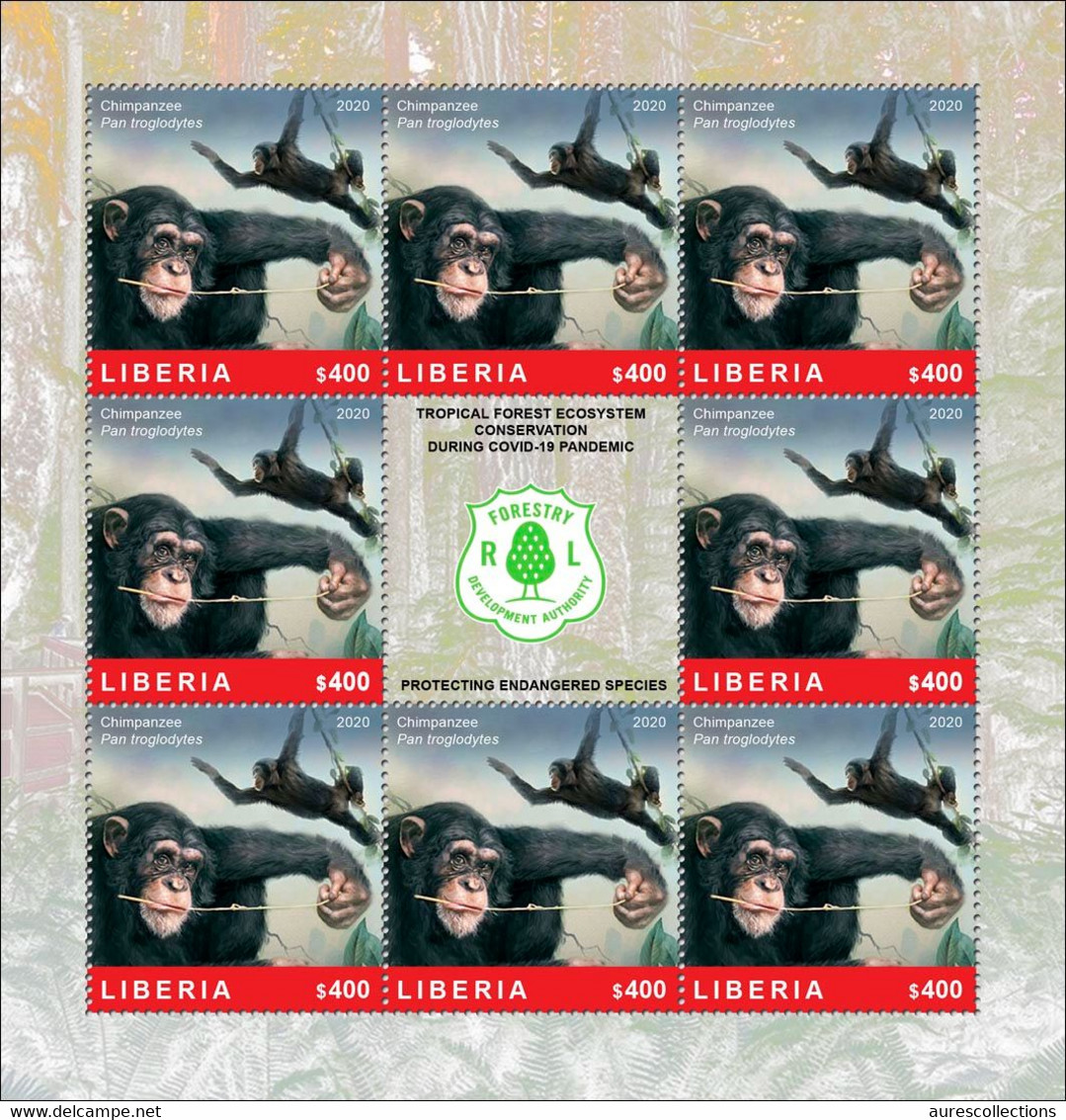 LIBERIA 2020 SHEETLET 8v - CHIMPANZEE CHIMPANZEES APES MONKEYS SINGES - FOREST CONSERVATION DURING COVID-19 PANDEMIC MNH - Scimpanzé