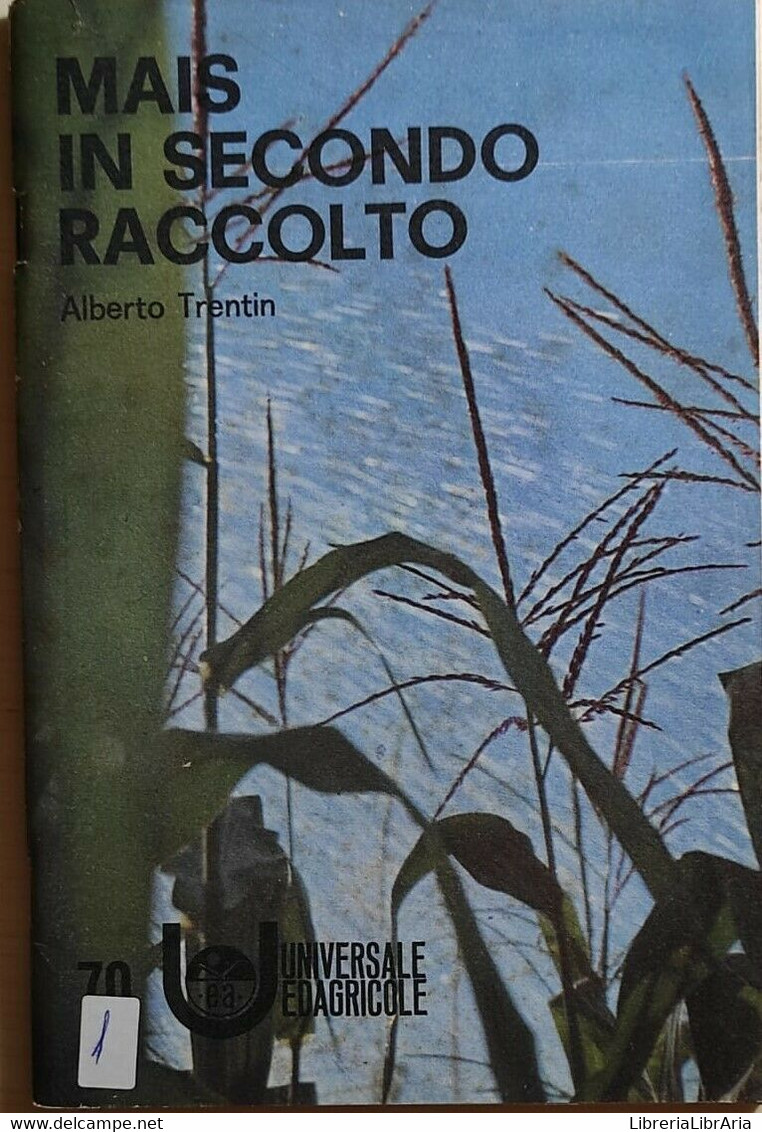 Mais In Secondo Raccolto Di Alberto Trentin, 1971, Universale Edagricole - Natura