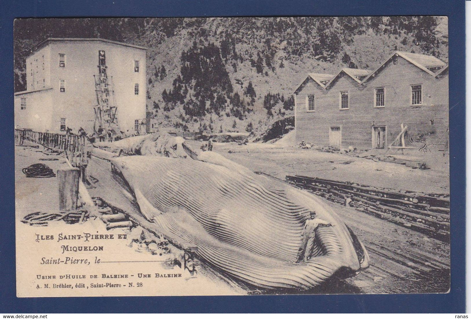 CPA Saint Pierre Et Miquelon Baleine Non Circulé - Saint-Pierre-et-Miquelon