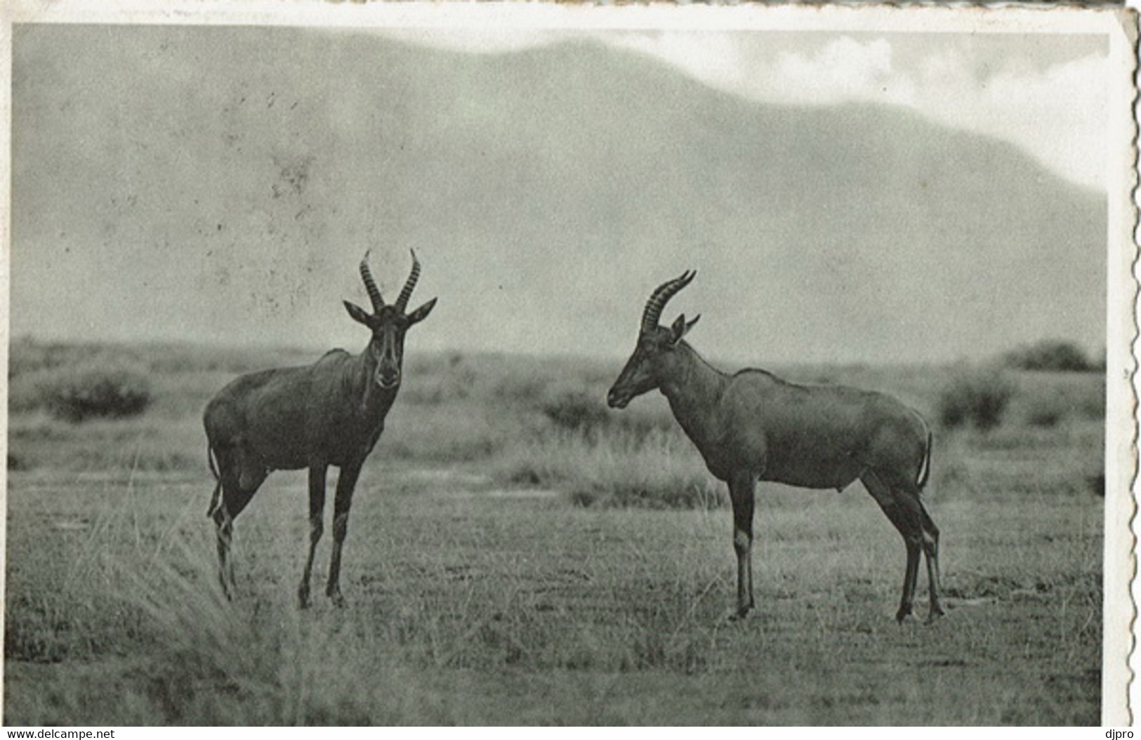 Antilopes Topi    Timbre 50 Urundi  3 F Urundi  1954 - Ruanda-Urundi