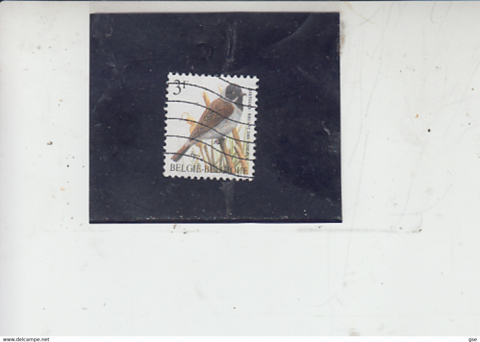 BELGIO    - Uccelli -.- - Sparrows