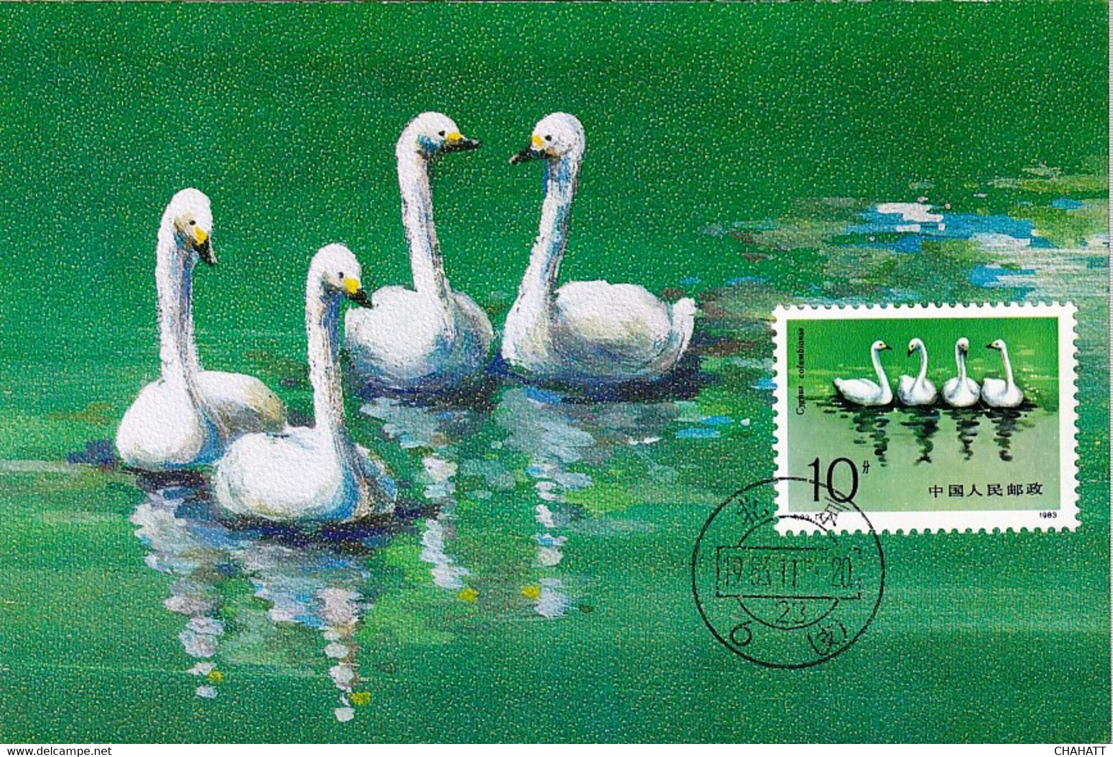 BIRDS-SWANS- SET OF 4 MAXIMUM CARDS- PRC-MNH-BR2-33 - Cygnes