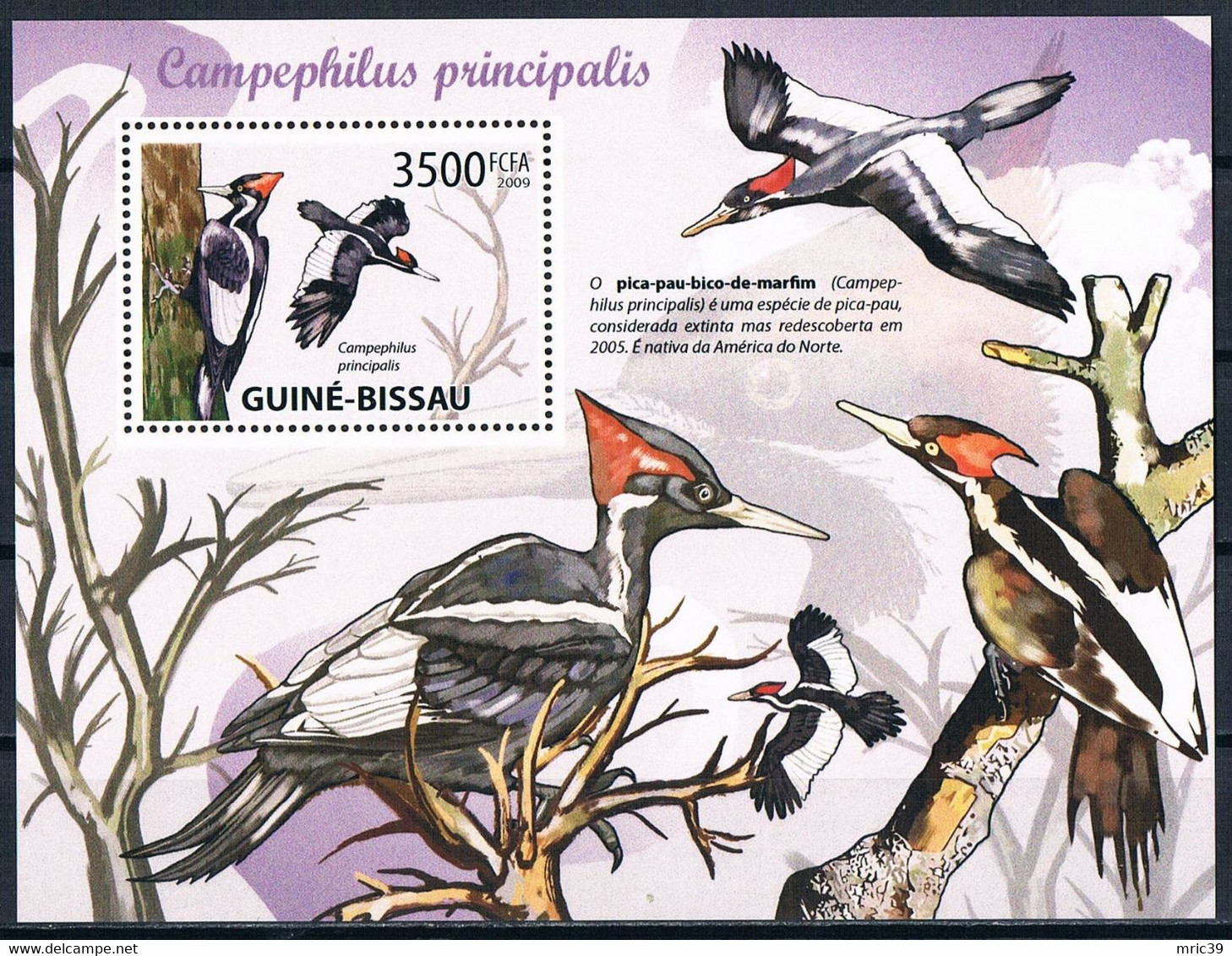 Bloc Sheet  OIseaux  Pics Birds Woopecker  Neuf MNH **  Guine Bissau 2009 - Climbing Birds