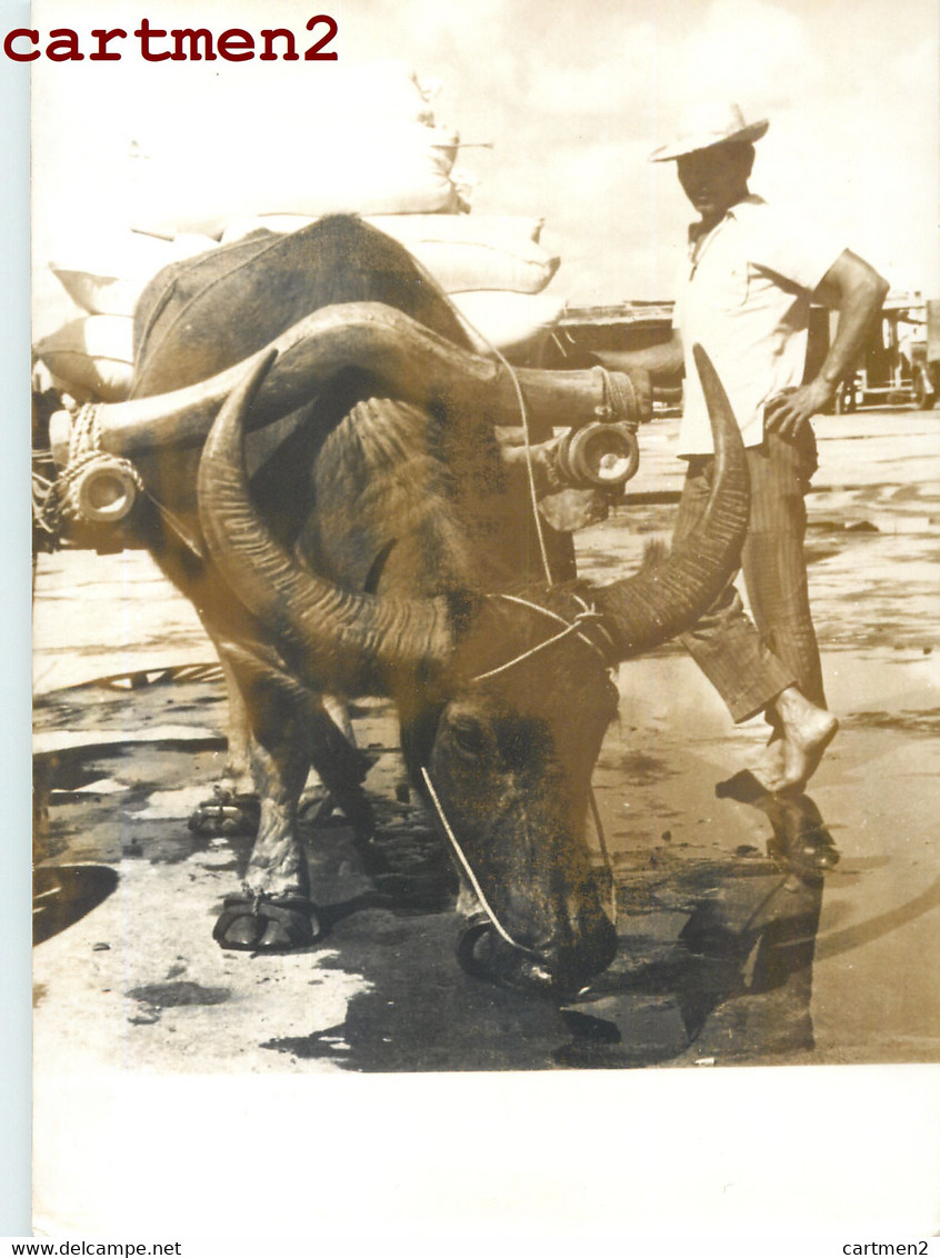 PHOTOGRAPHIE ANCIENNE : PHILIPPINES BUFFLE DE RACE CARABAOS PORT DE LEGAZPI ALBAY FILIPINO FILIPINAS - Philippines