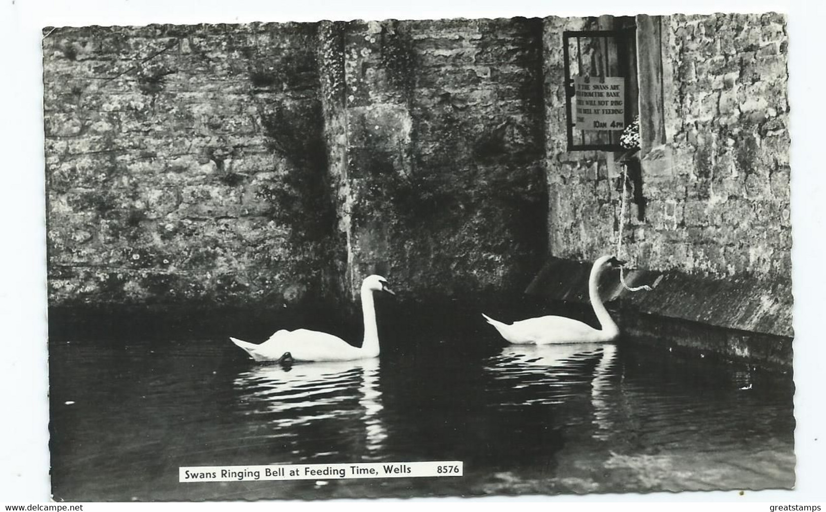 Postcard Rp Somerset Wells Unused Swans Ringing The Bell Birds - Wells