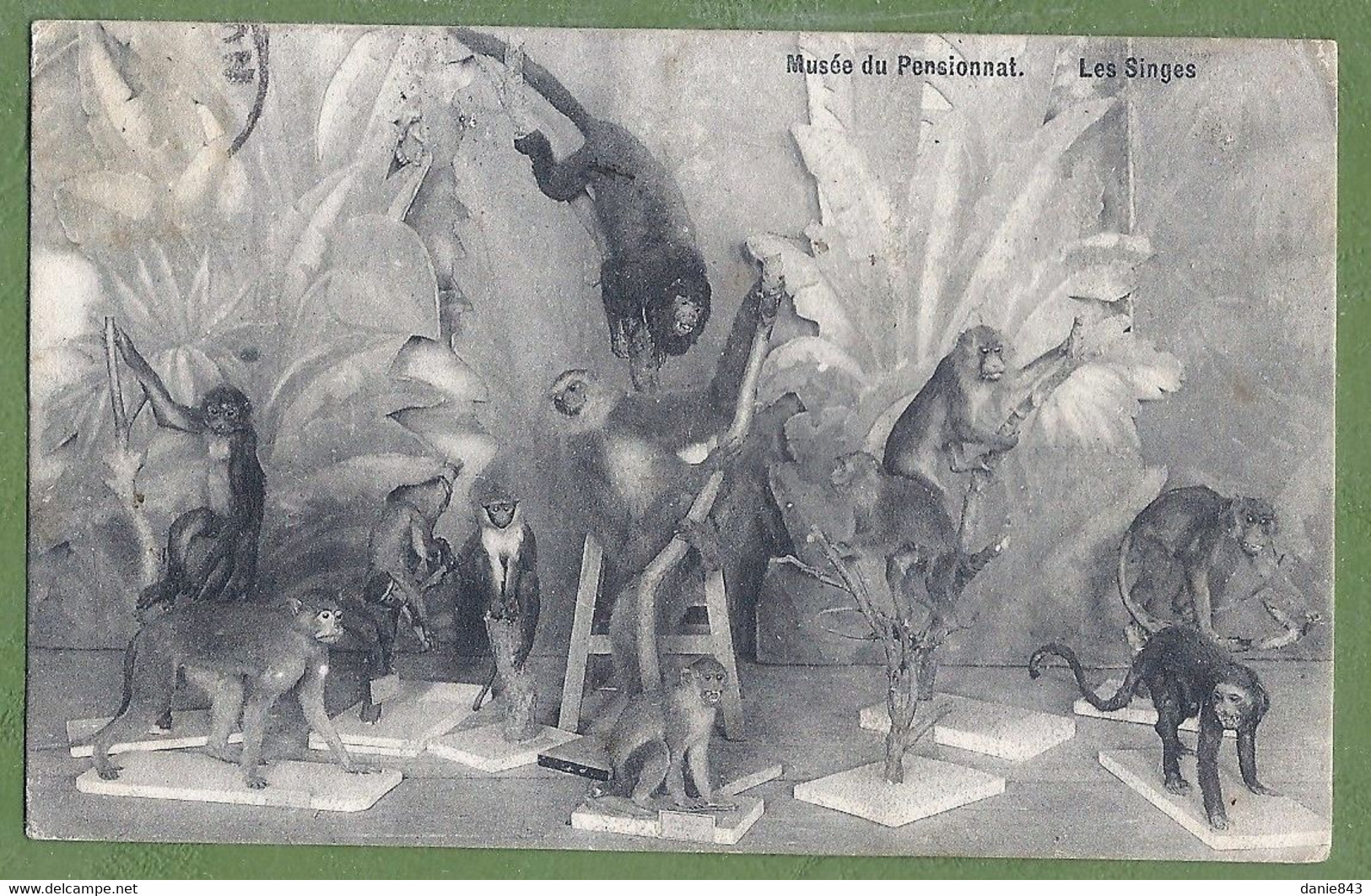 CPA Vue Rare - BELGIQUE - MOMIGNIES - MUSÉE DU PENSIONNAT DES FRERES DE REIMS - LES SINGES - édition E. Douniau - Momignies