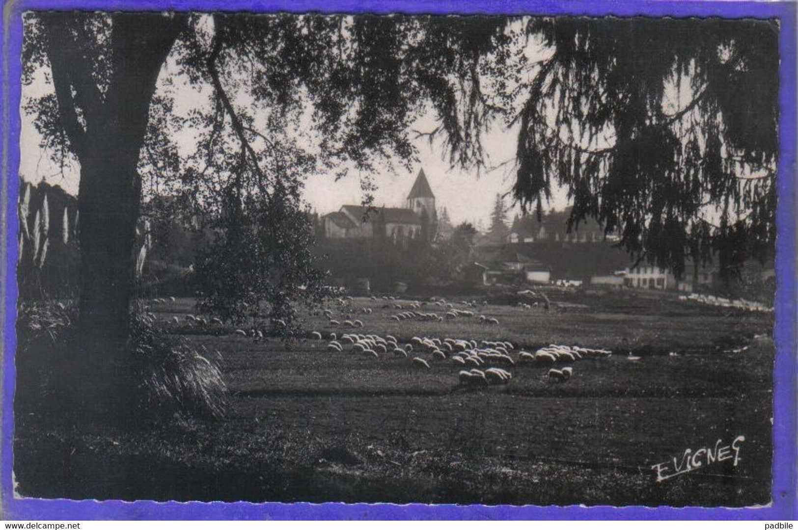 Carte Postale 40. Castets-des-Landes Les Moutons  L'Adoue  Très Beau Plan - Castets