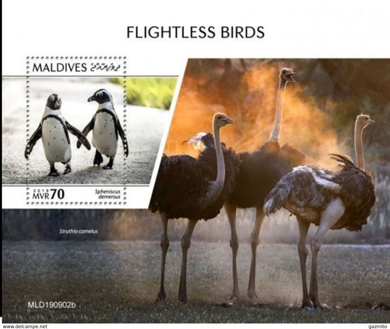 Maldives 2019, Animals, Birds, Penguin, Ostriches, BF - Autruches