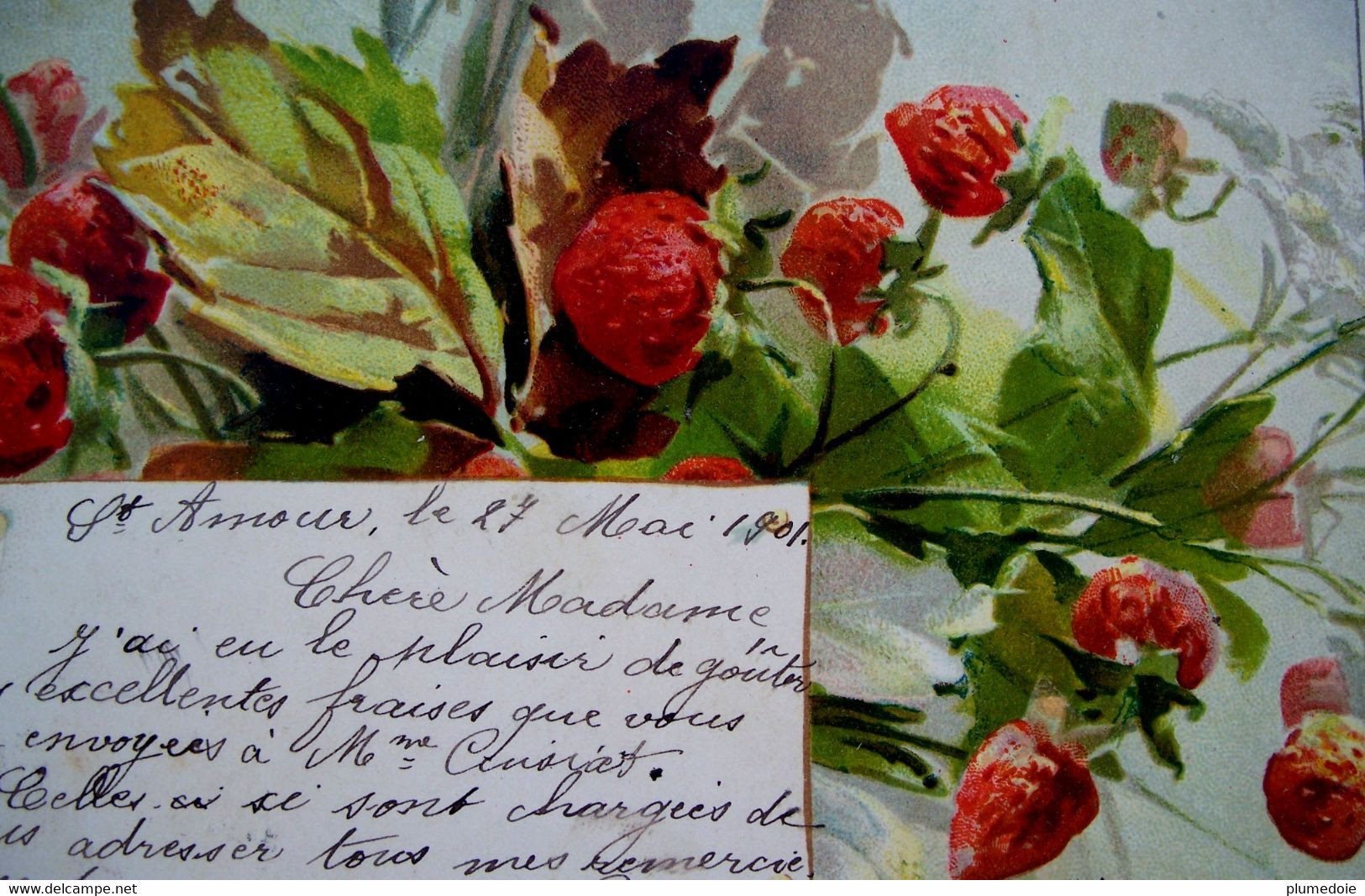 Cpa  Précurseur  FRUITS . FRAISIER . FRAISES . 1901 . STRAWBERRIES AND STRAWBERRY PLANT  EARLY PC - Geneeskrachtige Planten