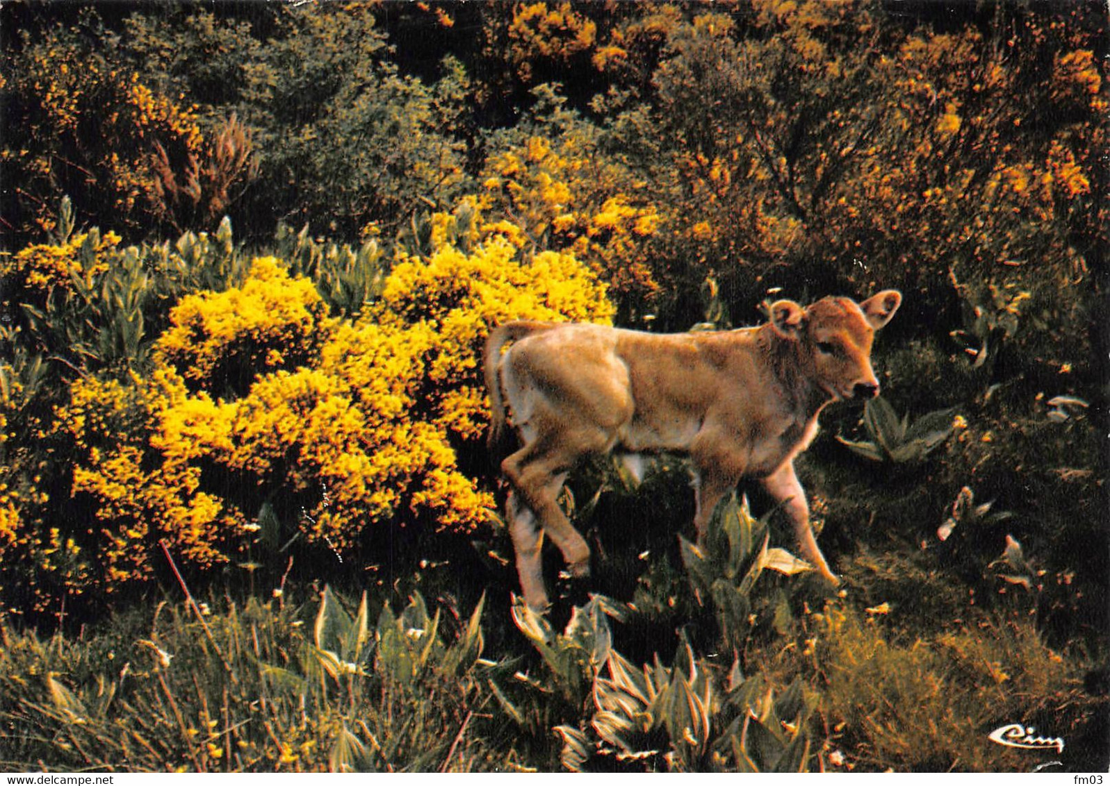 Veau Beaux Sites Lozère Cim - Autres & Non Classés