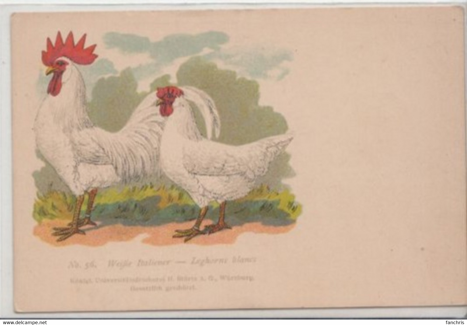 Coq Et Poule-WeiBe Italiener-Leghorns Blancs - Birds