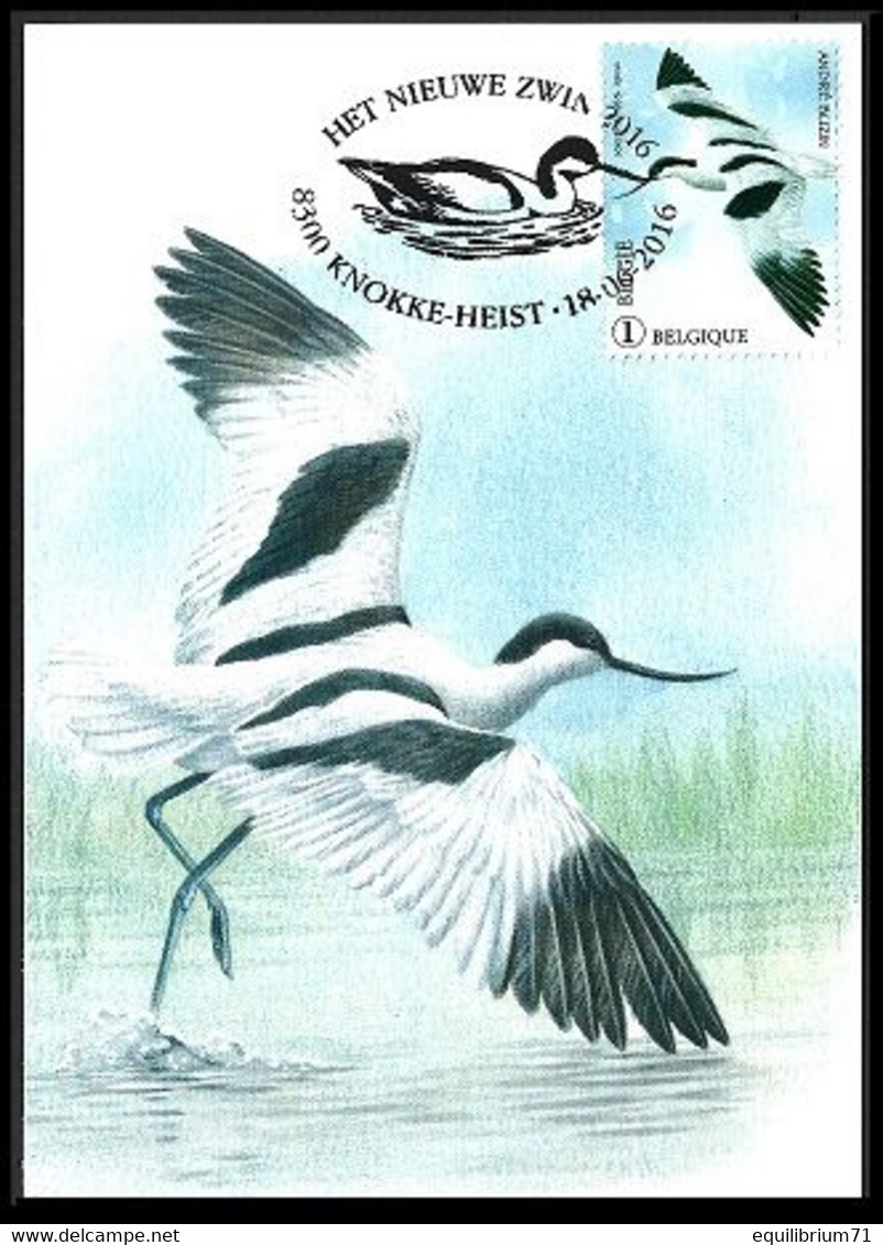 4604° - Oiseaux Le Nouveau Zwin / Vogels Het Nieuwe Zwin - Avocette / Kluut / Säbelschnäbler - Buzin - Knokke Heist - 2011-..