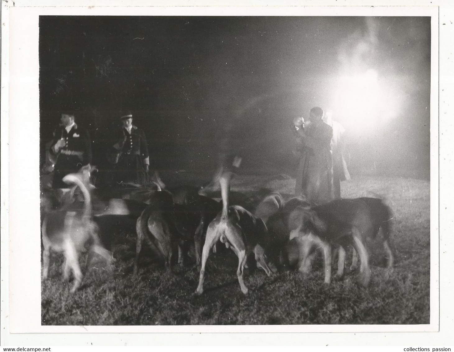 Photographie , 240 X 185 Mm, Sports ,CHASSE A COURRE, Nocturne ,chiens, Frais Fr 2.45 E - Sports