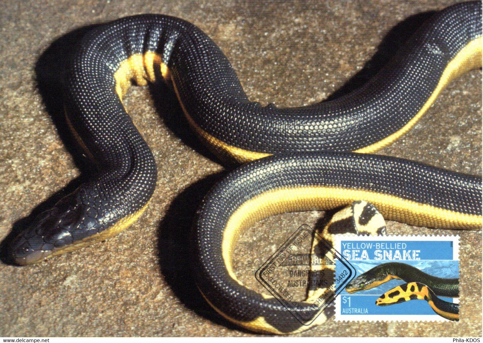 &#9989; " YELLOW-BELLIED SNAKE " Sur Carte Maximum Et PAP Neuf D'Australie De 2006. Parfait état. CM - Serpenti