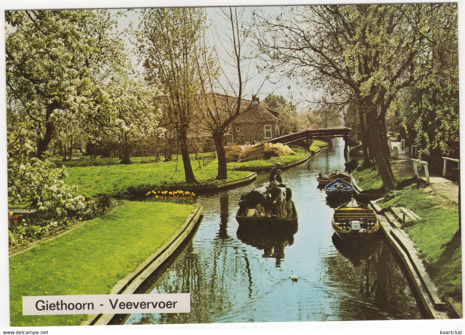 Giethoorn - Veevervoer - (Ov., Holland/Nederland) - Nr. L 6059 - Giethoorn